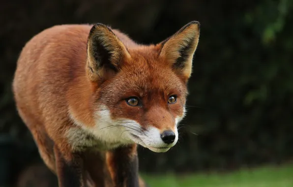 Картинка fox, animal, cute