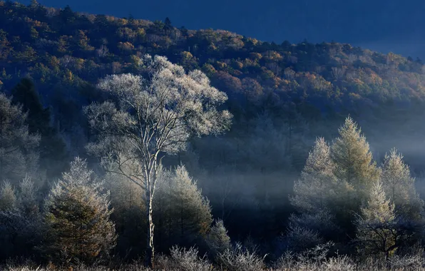 Картинка осень, небо, деревья, туман, холмы