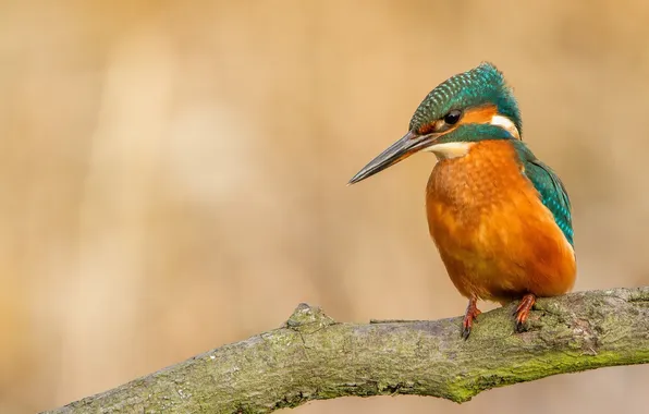 Ветки, птица, зимородок