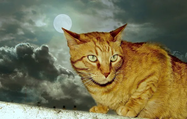 Moon, animals, cat, clouds