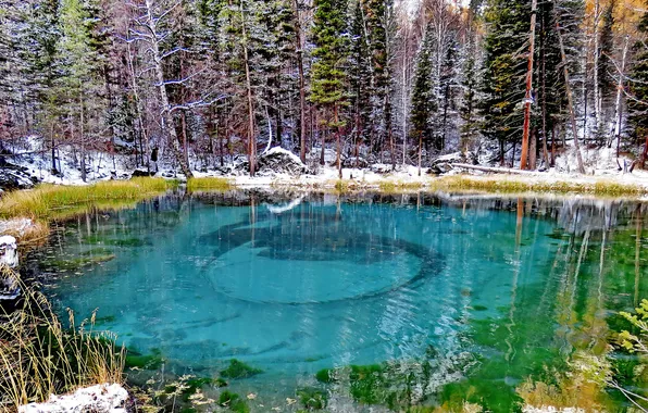 Colors, forest, lake, crystal clear water