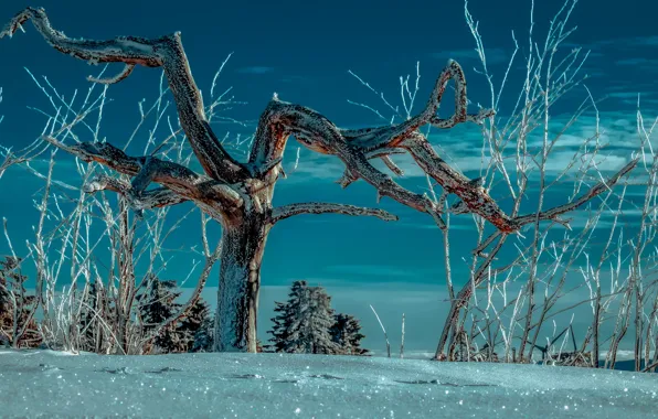Картинка зима, снег, ночь, дерево, night, winter, snow, tree