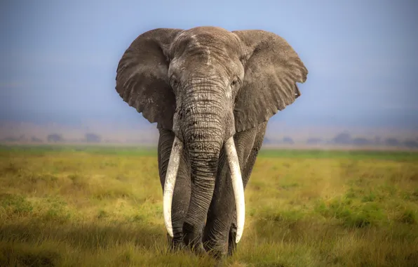 Nature, elephant, savanah