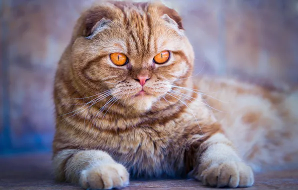 Кошка, кот, взгляд, морда, фон, портрет, вислоухий, рыжий