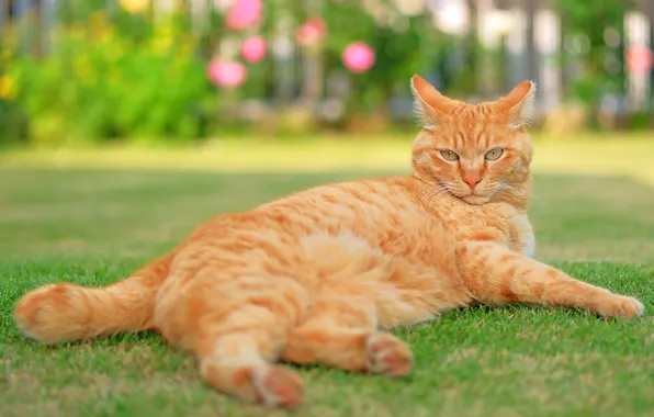 Зелень, кошка, лето, трава, кот, взгляд, поза, газон