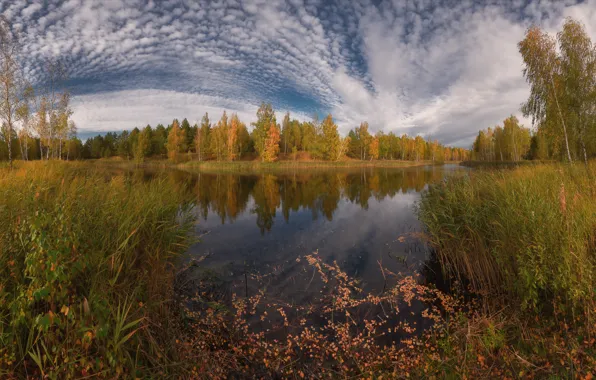 Осень, лес, берег, искажение, водоем, золотая осень