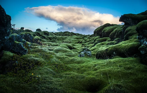 Картинка холмы, мох, зеленые, Ирландия, photo, photographer, Andrés Nieto Porras, расстение