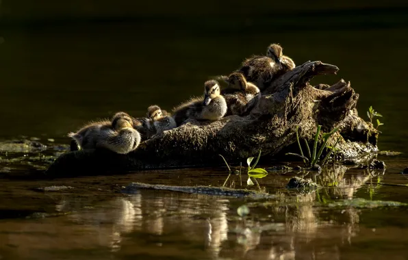 Вода, свет, птицы, природа, отражение, берег, утки, коряга