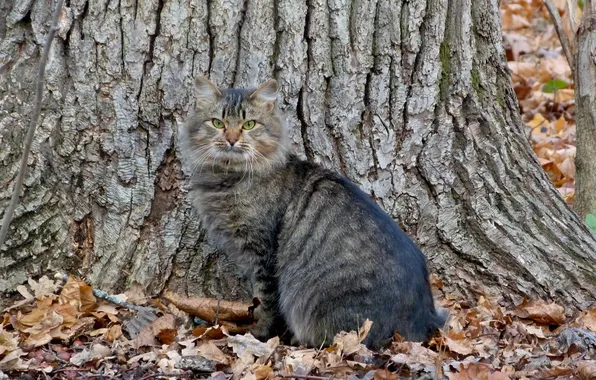 Картинка осень, кошка, дерево