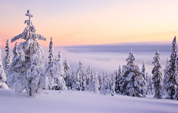 Картинка зима, небо, солнце, облака, снег, деревья, пейзаж, закат