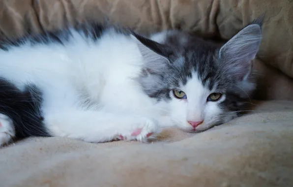 Кошка, взгляд, котенок, милый, лежит, котёнок, серый с белым