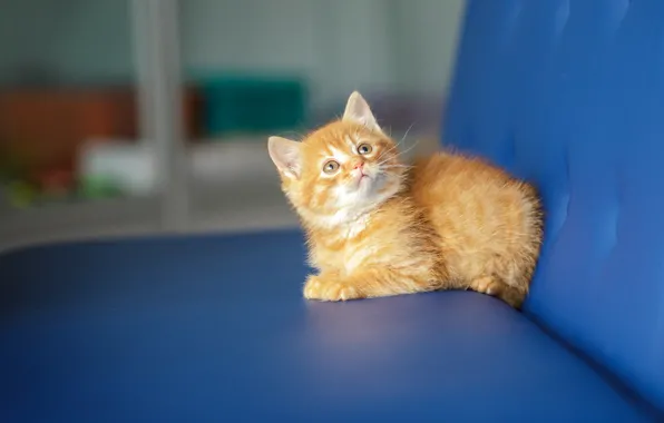 Кошка, взгляд, синий, котенок, фон, диван, малыш, рыжий