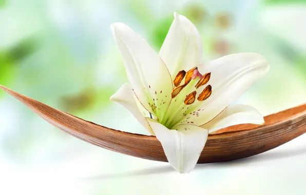 Water, lily, gentle