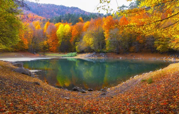 Осень, лес, ветки, озеро, пруд, отражение, камни, берег