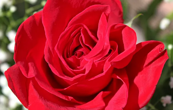 Картинка Макро, Macro, Red rose, Красная роза