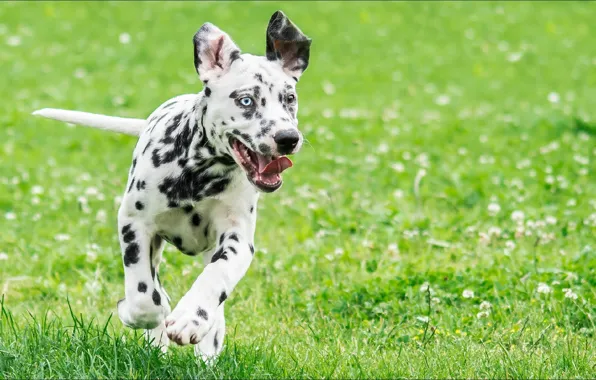 Animals, dog, Summer, dalmatian, temnobelos