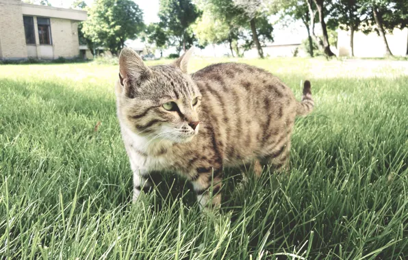 Cat, iran, ardabil