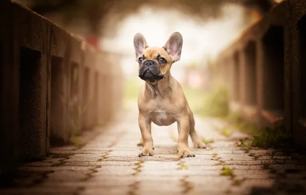 Картинка мост, собака, уши, мордашка, боке, Французский бульдог
