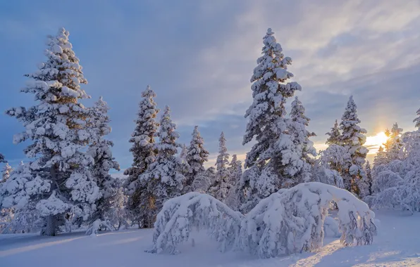 Зима, лес, снег, деревья, ели, Финляндия, Finland, Lapland