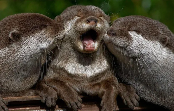 Картинка animal, fun, playing, wildlife, otters
