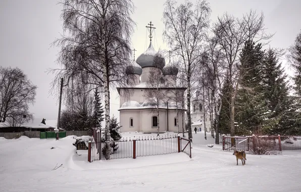 Картинка зима, снег, деревья, собака, ели, церковь, house, dog