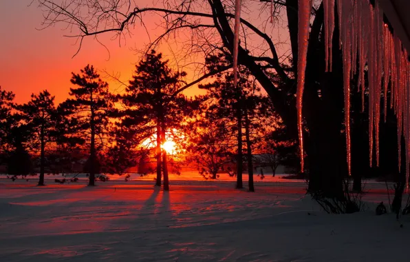 Картинка зима, солнце, снег, деревья, закат, сосульки