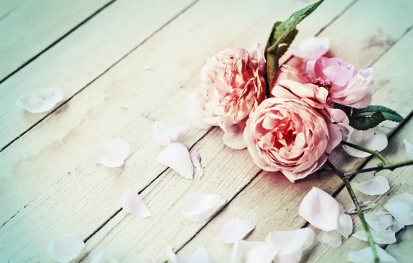 Картинка цветы, розы, лепестки, flowers, petals, roses