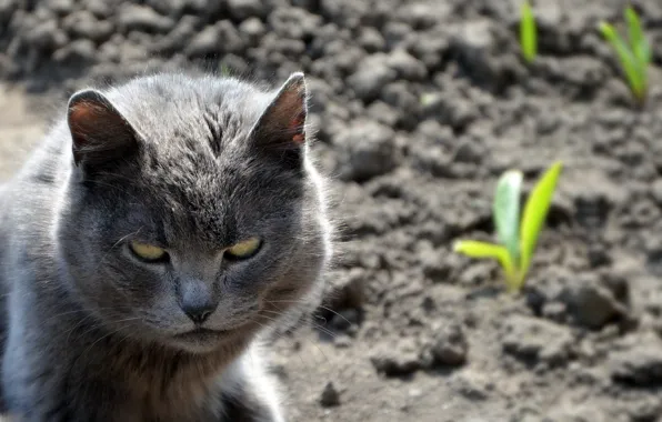 Гроза, Кошка, смешная