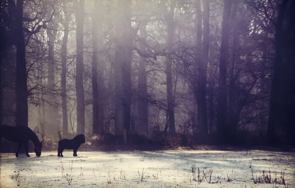 Картинка зима, лес, солнце, снег, туман, лошадь, пони