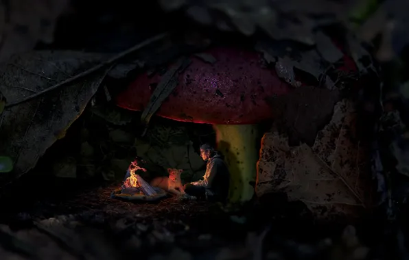 Abstract, fire, forest, lion, alone, man, mushroom, small
