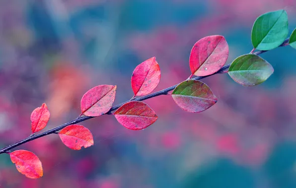 Картинка листья, паутина, ветка, Осень