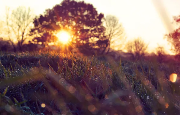 Картинка трава, солнце, природа, весна, утро, капи