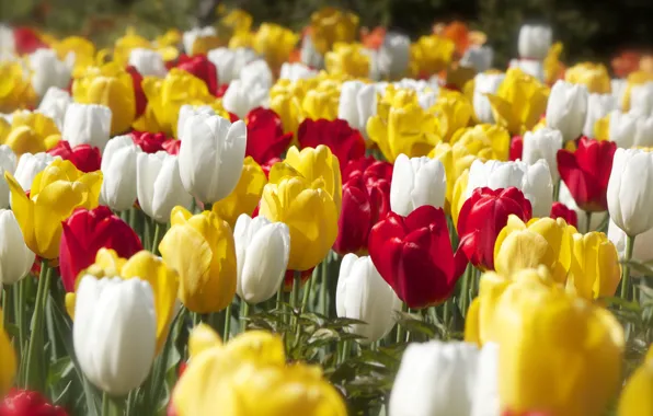 Картинка весна, тюльпаны, разноцветный