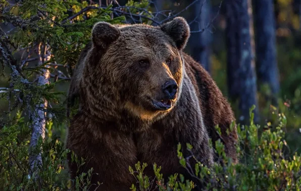 Картинка jungle, predator, wild, Wallpaper Bear