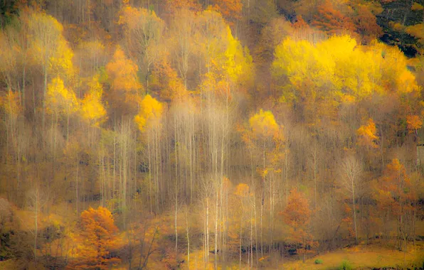 Картинка осень, лес, деревья, склон, дымка