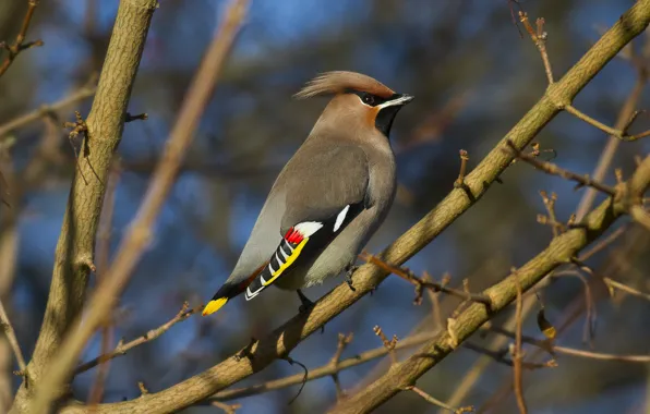 Ветки, птица, стебли, bird, branches, многоцветная крыло, multicolor wing, stalks