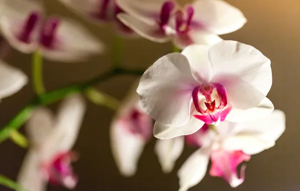 Картинка цветок, ветка, орхидея, фалинопсис, бело-розовый