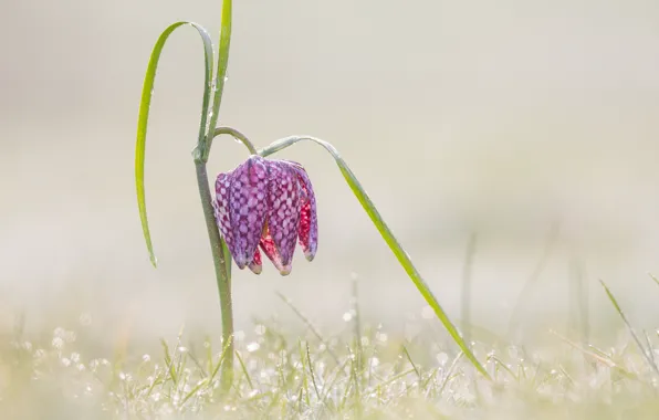 Grass, flower, drops