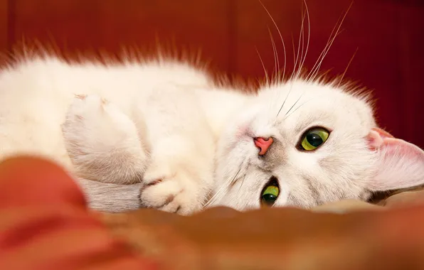 Кошка, кот, взгляд, поза, лапки, ткань, лежит, белая
