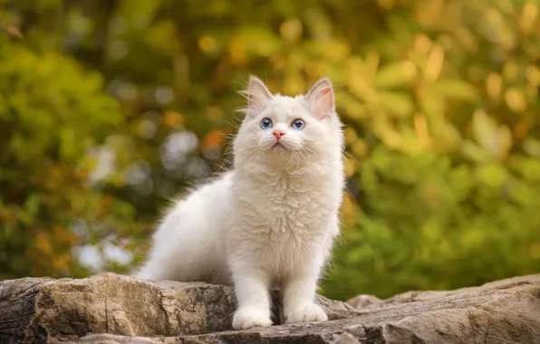 Осень, кошка, белый, природа, камни, котенок, листва, голубые глаза