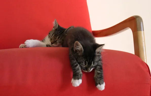 Картинка кресло, котята, двое, спят, красная накидка