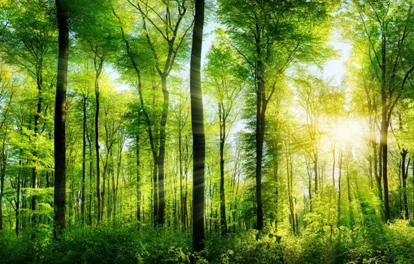 Картинка зелень, лес, лето, деревья, лучи солнца