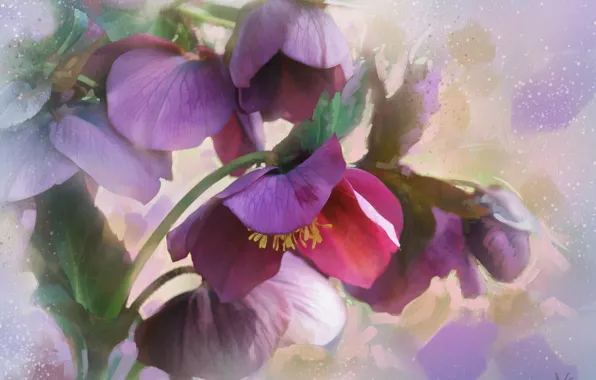 Картинка цветы, морозник, геллеборус