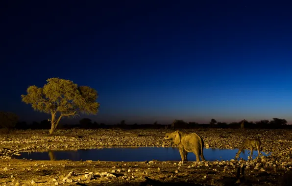 Картинка ночь, слон, жираф, водопой