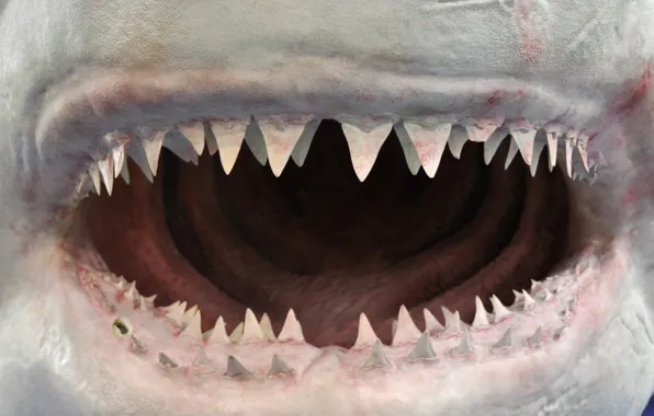 Shark, jaw, teeth
