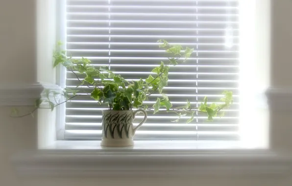 Свет, цветы, окно