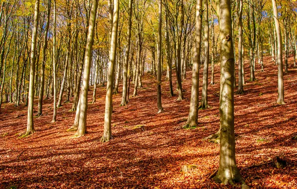 Осень, лес, деревья, склон