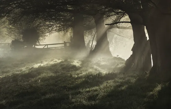 Картинка деревья, туман, роса, утро