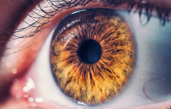 Картинка brown, eye, iris, eyelid