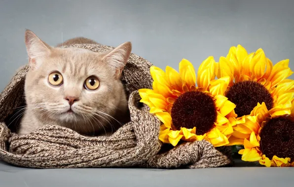 Кот, взгляд, подсолнух